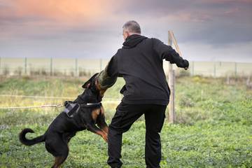 Dog Bites/Attacks photo